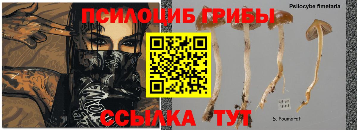 Тулун  цены   Вход с VPN  Псилоцибиновые грибы мухоморы 